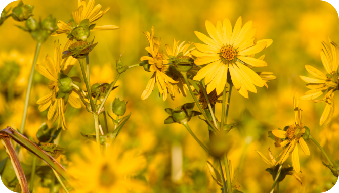 Flowers in field